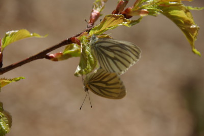 IMGP2596