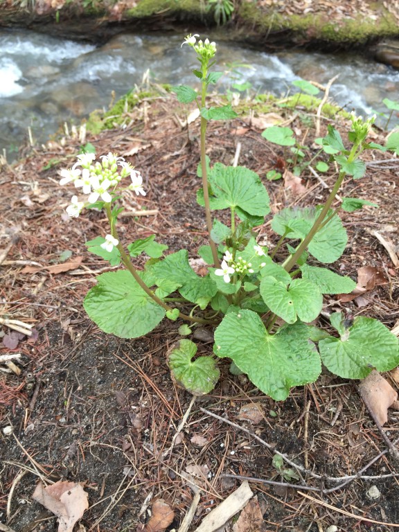 わさびの花